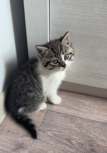 сколько стоит американская короткошёрстная кошка: 2 месяца, Мальчик, Серебристая шиншилла, Метис, Приучена к лотку — 1