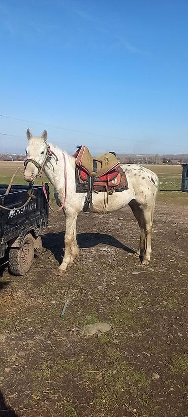 Айыл-чарба жаныбарлары: Сатам | Жылкы (эркек) — 1