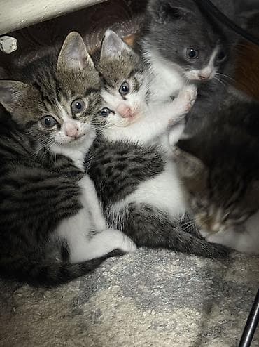 Үй жаныбарлары: Котята домашние, короткошёрстные, окрасы: серо-белый биколор и — 7
