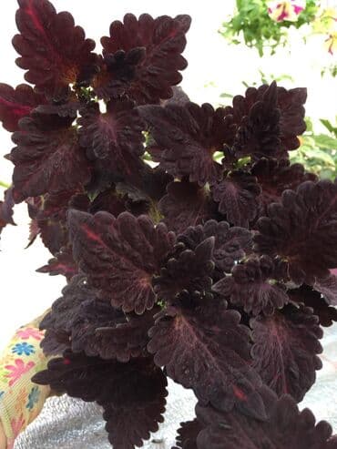 электроинструменты интернет магазин: Колеусы есть в стаканчиках и большие — 7