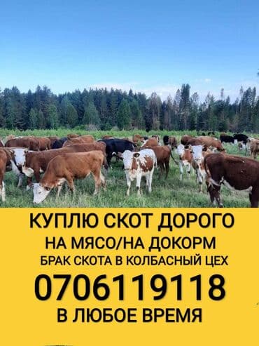 продажа щенков немецкой овчарки с документами в бишкеке: Куплю | Коровы, быки, Лошади, кони, Другие с/х животные | Круглосуточно, Любое состояние, Забитый — 1