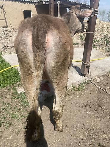 фландр купить: Продаю | Тёлка | Для молока | Отела не было — 3