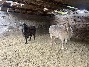 ат минуу: Продаю | Овца (самка) | Для разведения | Матка — 5