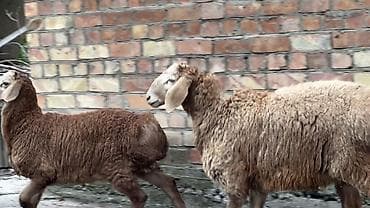 Продаю | Ягненок, Баран (самец) | Гиссарская, Арашан | На забой, Для разведения, Для шерсти | Племенные, Осеменитель