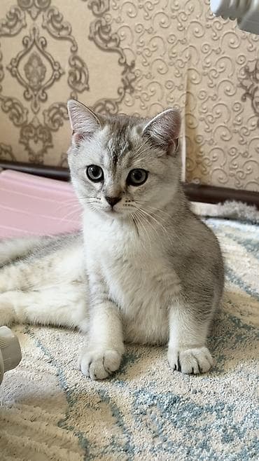 черепаховая кошка: Скотиш Фолд (Шотландская вислоухая), 2 месяца, Мальчик, Серебристая шиншилла, Приучена к лотку — 2
