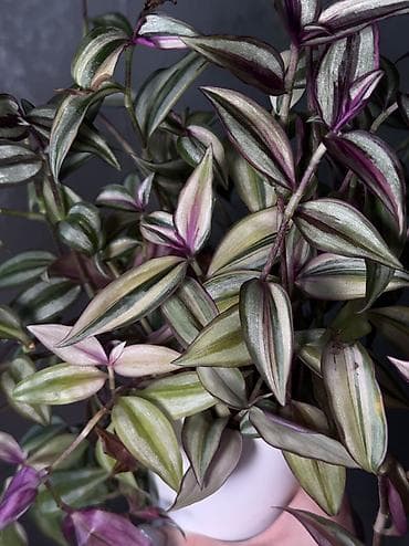 Традесканция квадриколор