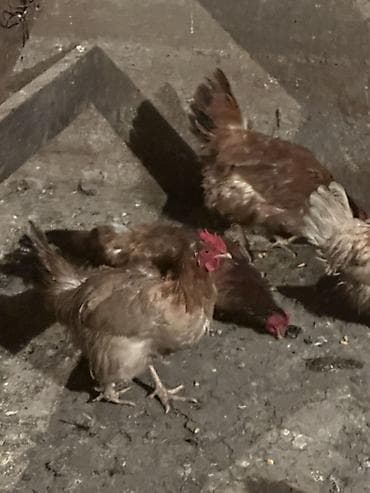 клетка для перепел: Продаю | Куры, Петух, Цыплята | Домашняя, Кучинская | На забой, Для разведения, Несушки — 7