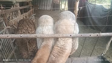 ит аты: Сатам | Ургаачы кой (ургаачы) | Аргын | Көбөйтүү үчүн | Ургаачы — 1