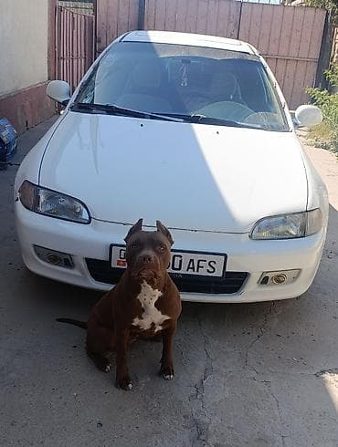 cane corso: Питбуль, 3 месяца, Самка — 3