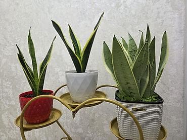 Комнатные растения: Комнатные растения в горшках 1) Гузмания (Bromeliaceae) - Эффектное — 8