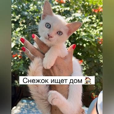 Кошка даром: Беспородная, 4 месяца, Мальчик, Приучена к лотку, Проглистована, С прививками at lalafo.kg Кошка даром: Беспородная, 4 месяца, Мальчик, Приучена к лотку, Проглистована, С прививками