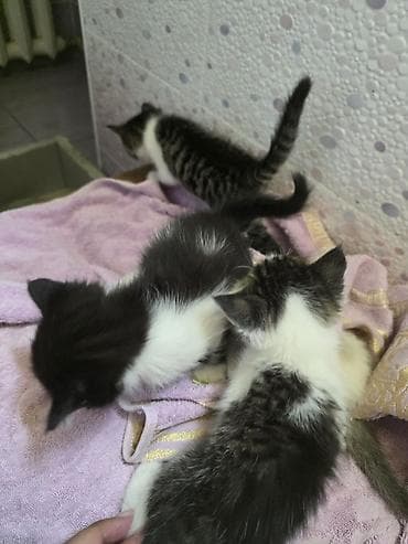 Котята, помёт из нескольких малышей. Окрас разный: - бело‑чёрные