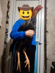 продажа щенков немецкой овчарки с документами в бишкеке: Сатам | Короздор | Дакан | Тебиштирүү үчүн — 10