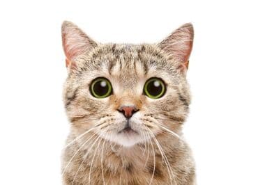 предлагаю услуги няни у себя дома: Услуги зооняни. Если вам нужно ненадолго уехать и не с кем оставить — 2