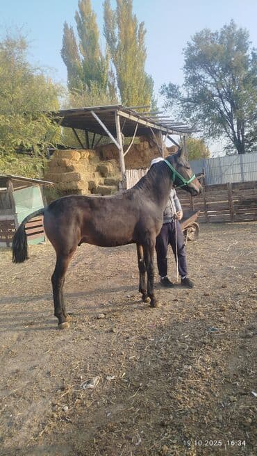 купить рабочую охотничью собаку: Продаю | Жеребенок | Рабочий — 1