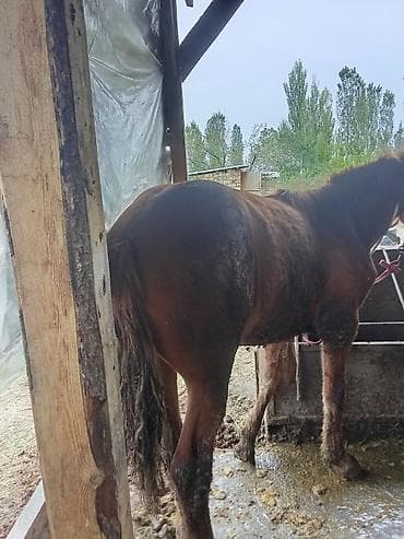 собаки в оше: Продаю | Конь (самец) | На забой | Племенные — 4