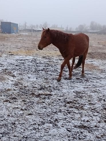 мейн кун кошки: Продаю | Кобыла (самка) | Рабочий | Мерин — 3