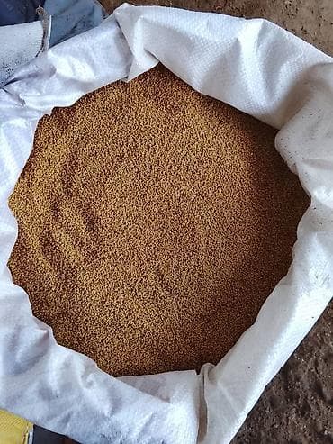 дробленая кукуруза: Беде урук — 3