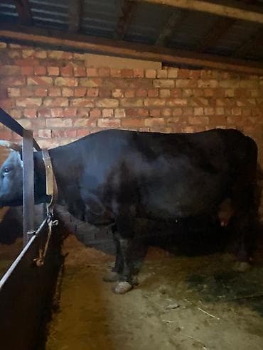 сингапурская кошка купить: Продаю | Корова (самка) | Для молока | Привязанные — 1