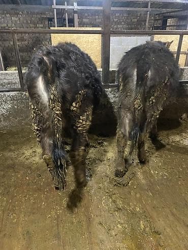 телёнок ангус: Продаю | Тёлка | Полукровка | На откорм | Нетель — 5