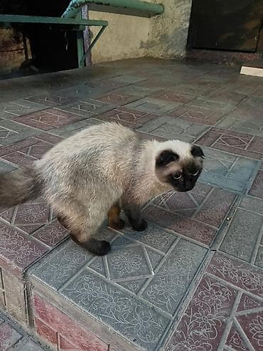 котенок рэгдолл купить: Кошка даром: Скотиш Фолд (Шотландская вислоухая), Мальчик — 3