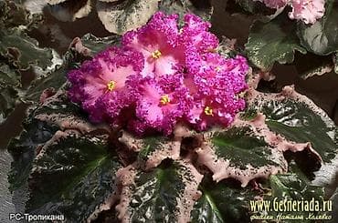 Дом и сад: Продаю деткистартеры сортовых фиалок🌺🌿🌺. От 100сом. Есть взрослые — 2