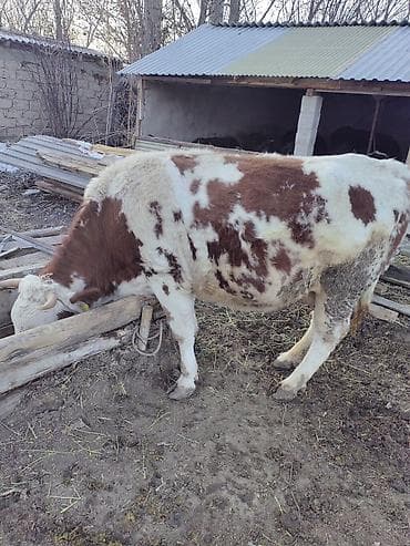 годовалые телки: Продаю | Корова (самка) | Симментальская | На откорм, Для разведения, Для молока | Племенные, Привязанные — 3