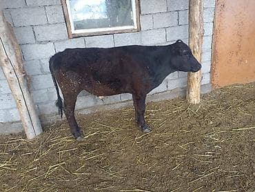 тр 16: Продаю | Бык (самец) | Абердин-ангус | Для разведения | Искусственник — 4