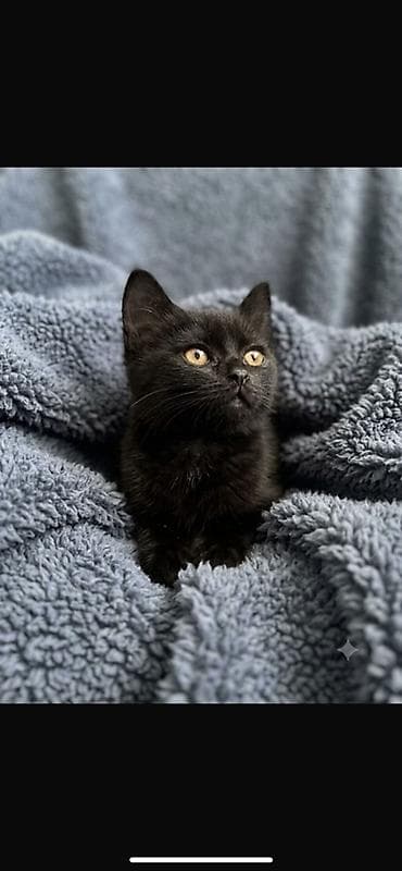 Мышыктар: Ищу маму и папу… ❤️ Я — маленький пушистый котенок, метис с персидской — 2