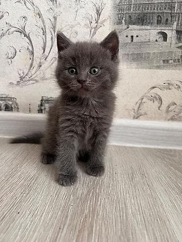 короткошёрстная: Котята из одного помёта - Порода/тип: домашние короткошёрстные, есть — 3