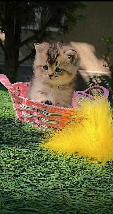 гостиница для кошек: Шотландские котята от красивой пары. Scottish fold и straight — 6
