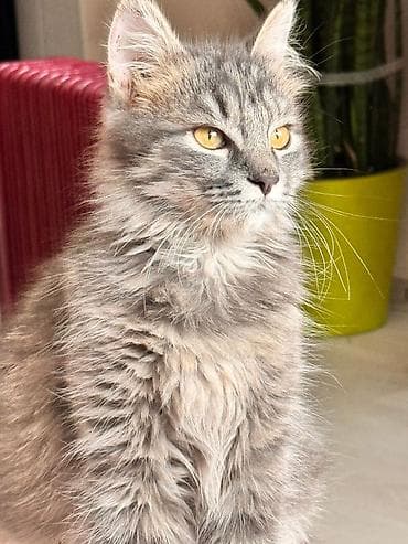 Отдам даром кошку: Кошка даром: Сибирская, 7 месяцев, Мальчик — 1