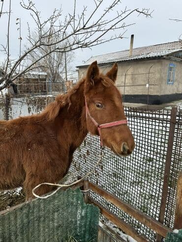 собака девочка: Продаю | Жеребенок — 2