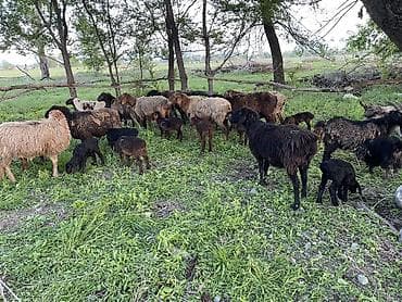 алабай бишкек: Сатам | Ургаачы кой (ургаачы) | Көбөйтүү үчүн | Ургаачы — 2