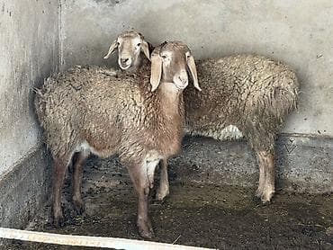 Продаю | Овца (самка) | Для разведения | Племенные