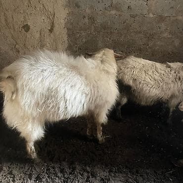 Продаю | Козёл (самец) | Для разведения | Осеменитель