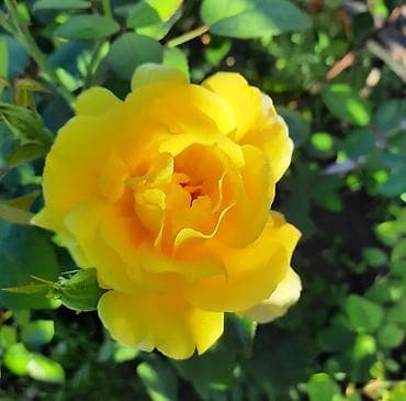 махровый: Саженцы — 1