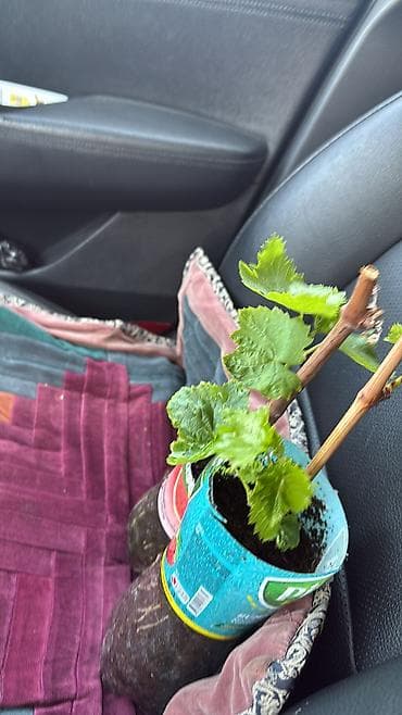 зеленый абрикос: Виноград 🍇 Аватар Сорт Аватар Виноград Саженцы количество — 3