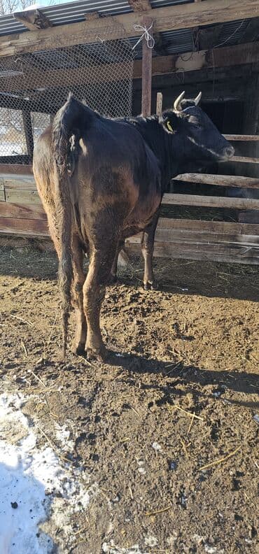 токмок животные: Продаю | Корова (самка), Бык (самец), Тёлка | Полукровка, Алатауская | Для разведения, Для молока | Стельные — 9
