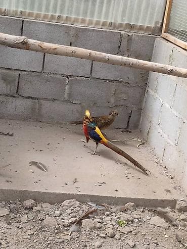 фазанья ферма: Продаю пару золотых взрослых фазанов — 1