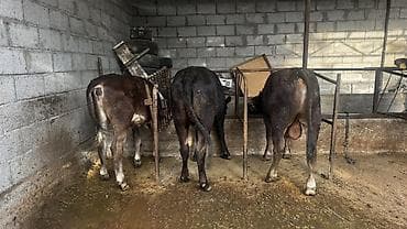 Продаю | Бык (самец) | На откорм | Привязанные — 1