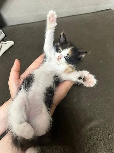 сухое молоко для котят: Кошка даром: Беспородная, 2 месяца, Мальчик, Приучена к лотку — 3