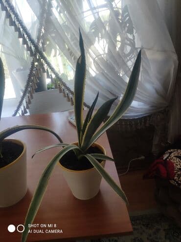 аквариум для форели: Продаю комнатное растение агава цена — 2
