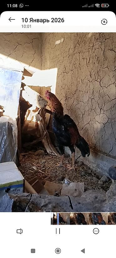 Дакан короз бойу чон жожо короз сатылат