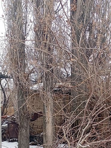 прадаю дрова: Дрова Тополь — 2