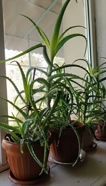 Лекарственное Алоэ в горшках (Aloe vera/алоэ древовидное). - Живые