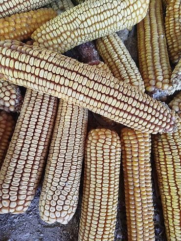 Кыргыз местный жугору сатылатсотосу мнурондукко болот1 тоннага