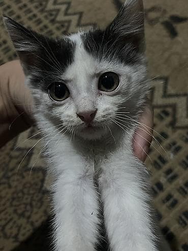 scottish fold: Котёнок, белый с серо‑чёрными пятнышками - Примерный возраст: котёнок — 3