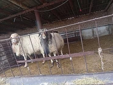 Башка жаныбарлар: Сатам | Кочкор (эркек) | Союуга — 7