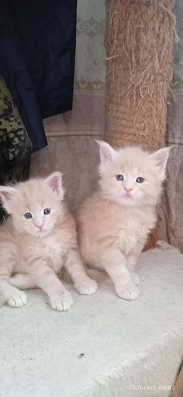 ит нарын: Мейн-Куны🥰. Предлагаются Шикарные котики от элитных, титулованных — 1